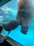 大分マリーンパレス水族館 「うみたまご」に投稿された画像（2025/3/21）