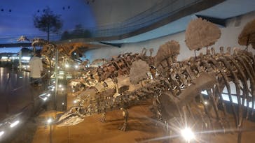 福井県立恐竜博物館に投稿された画像（2025/3/20）