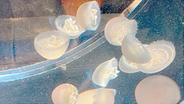 京都鉄道博物館×京都水族館に投稿された画像（2025/3/20）