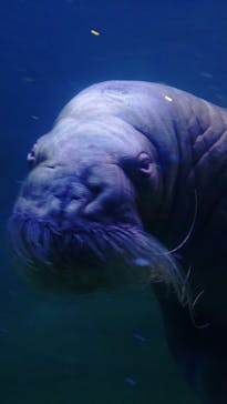 横浜・八景島シーパラダイスに投稿された画像（2025/3/21）