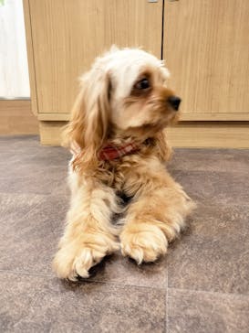 いぬカフェRio 吉祥寺店に投稿された画像（2025/3/21）