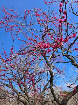 偕楽園本園に投稿された画像（2025/3/21）