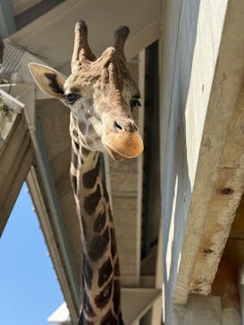 霞ケ浦 どうぶつとみんなのいえに投稿された画像（2025/3/21）