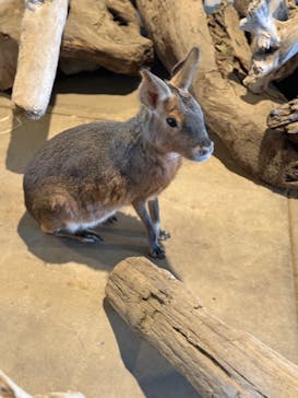 霞ケ浦 どうぶつとみんなのいえに投稿された画像（2025/3/21）