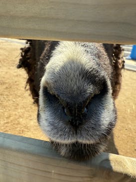 霞ケ浦 どうぶつとみんなのいえに投稿された画像（2025/3/21）