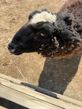 霞ケ浦 どうぶつとみんなのいえに投稿された画像（2025/3/21）