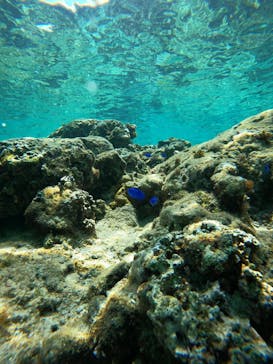 武藤潜水に投稿された画像（2025/3/21）