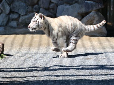 東武動物公園に投稿された画像（2025/3/21）