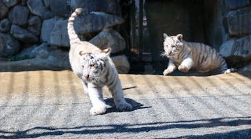 東武動物公園に投稿された画像（2025/3/21）