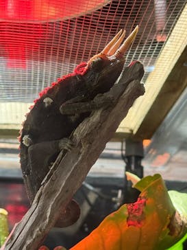 カワスイ 川崎⽔族館に投稿された画像（2025/3/21）