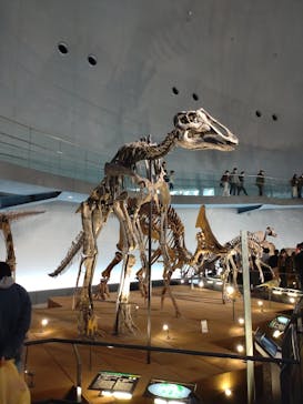 福井県立恐竜博物館に投稿された画像（2025/3/21）