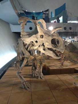 福井県立恐竜博物館に投稿された画像（2025/3/21）