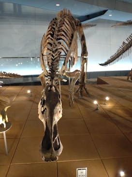 福井県立恐竜博物館に投稿された画像（2025/3/21）