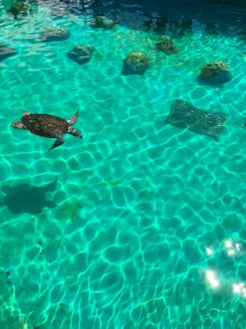 沖縄美ら海水族館に投稿された画像（2025/3/21）