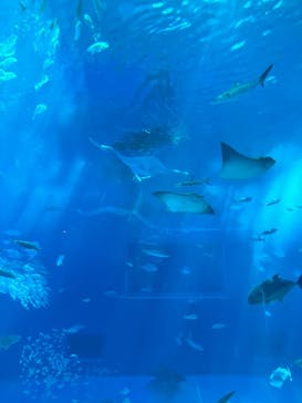 沖縄美ら海水族館に投稿された画像（2025/3/21）