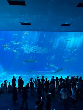 沖縄美ら海水族館に投稿された画像（2025/3/21）