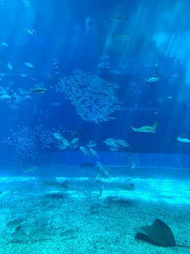 沖縄美ら海水族館に投稿された画像（2025/3/21）