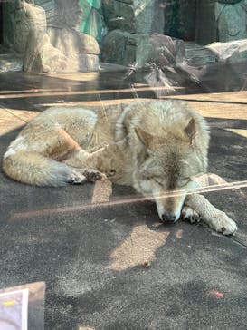 天王寺動物園に投稿された画像（2025/3/21）