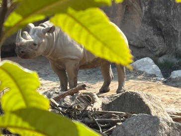 天王寺動物園に投稿された画像（2025/3/21）