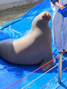 大分マリーンパレス水族館 「うみたまご」に投稿された画像（2025/3/21）