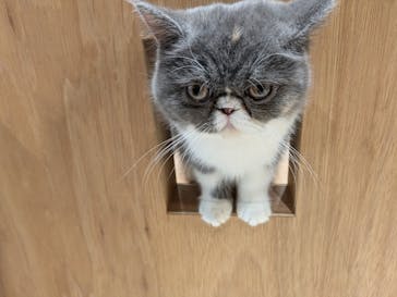 Cat Café MOFF イオンモール熊本店に投稿された画像（2025/3/21）