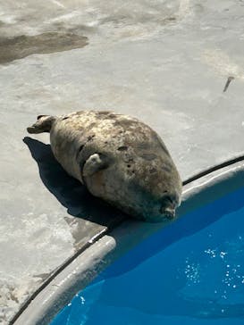 鴨川シーワールドに投稿された画像（2025/3/21）