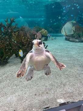 鴨川シーワールドに投稿された画像（2025/3/21）