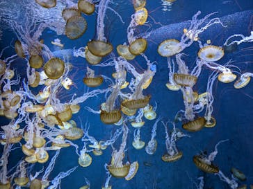 新江ノ島水族館に投稿された画像（2025/3/21）