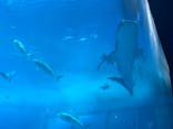 沖縄美ら海水族館に投稿された画像（2025/3/21）
