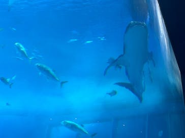 沖縄美ら海水族館に投稿された画像（2025/3/21）