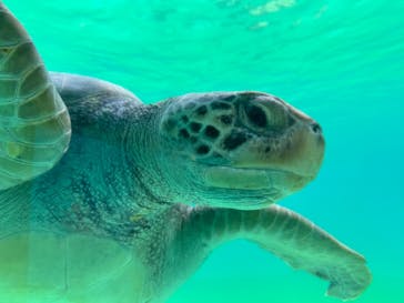 沖縄美ら海水族館に投稿された画像（2025/3/21）