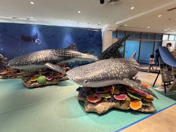 沖縄美ら海水族館に投稿された画像（2025/3/21）