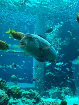 沖縄美ら海水族館に投稿された画像（2025/3/21）
