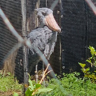 恩賜上野動物園に投稿された画像（2025/3/21）