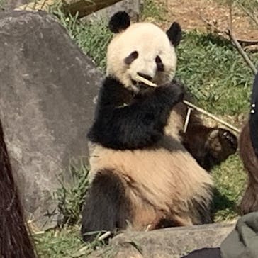 恩賜上野動物園に投稿された画像（2025/3/21）