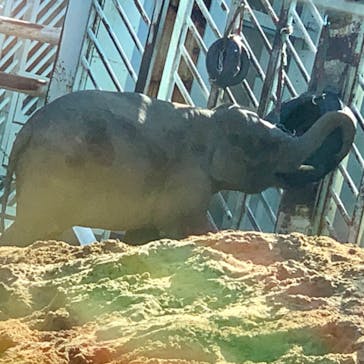 恩賜上野動物園に投稿された画像（2025/3/21）