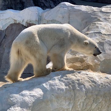 恩賜上野動物園に投稿された画像（2025/3/21）