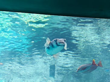 沖縄美ら海水族館に投稿された画像（2025/3/21）