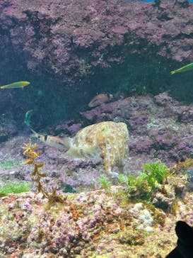 沖縄美ら海水族館に投稿された画像（2025/3/21）