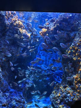 沖縄美ら海水族館に投稿された画像（2025/3/21）