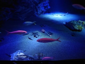 沖縄美ら海水族館に投稿された画像（2025/3/21）