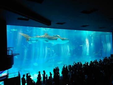 沖縄美ら海水族館に投稿された画像（2025/3/21）