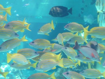 沖縄美ら海水族館に投稿された画像（2025/3/21）