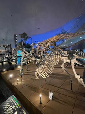 福井県立恐竜博物館に投稿された画像（2025/3/21）