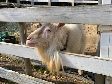 NESTA RESORT KOBE（ネスタリゾート神戸）に投稿された画像（2025/3/21）