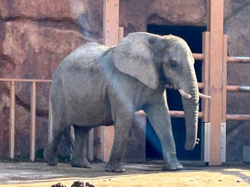 東武動物公園に投稿された画像（2025/3/21）