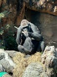 恩賜上野動物園に投稿された画像（2025/3/21）