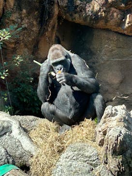 恩賜上野動物園に投稿された画像（2025/3/21）