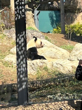 恩賜上野動物園に投稿された画像（2025/3/21）