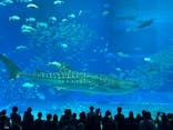 沖縄美ら海水族館に投稿された画像（2025/3/21）